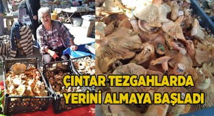 Çıntar tezgahlarda yerini almaya başladı