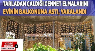 Dalından  Cennet Elması hırsızlığı