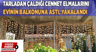 Dalından  Cennet Elması hırsızlığı