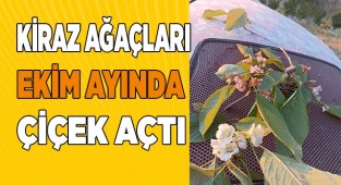 Kiraz ağaçları Ekim ayında çiçek açtı
