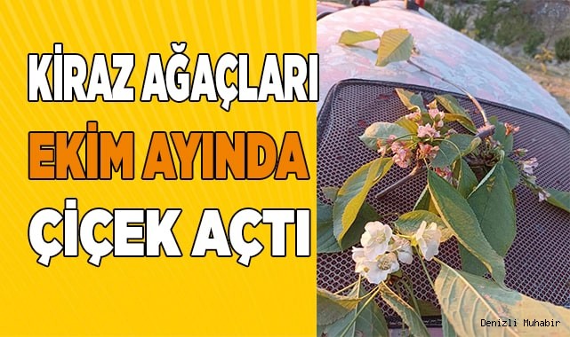 Kiraz ağaçları Ekim ayında çiçek açtı