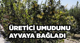Üretici umudunu ayvaya bağladı