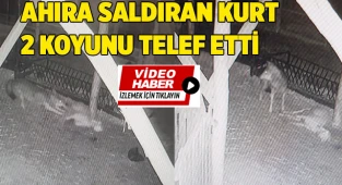 Ahıra saldıran kurt 2 koyunu telef etti