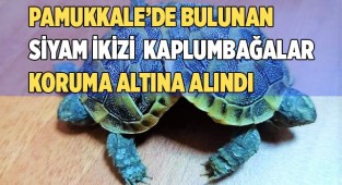 Beyaz cennette bulunan siyam ikizi kara kaplumbağaları koruma altına alındı