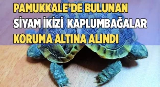 Beyaz cennette bulunan siyam ikizi kara kaplumbağaları koruma altına alındı