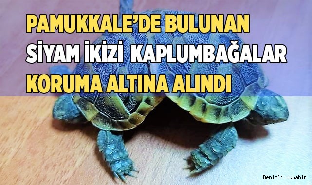 Beyaz cennette bulunan siyam ikizi kara kaplumbağaları koruma altına alındı