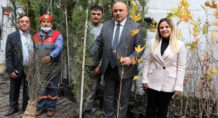 Buldan’a hibe fidan desteği sürüyor