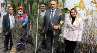 Buldan’a hibe fidan desteği sürüyor