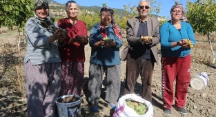 Çameli cevizinde 3 bin ton rekolte bekleniyor