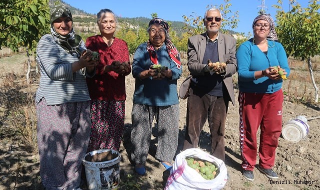 Çameli cevizinde 3 bin ton rekolte bekleniyor