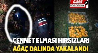 Cennet elması hırsızları ağaç dalında yakalandı