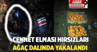 Cennet elması hırsızları ağaç dalında yakalandı