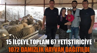 Denizli’de 15 ilçeye toplam 1072 damızlık hayvan dağıtıldı