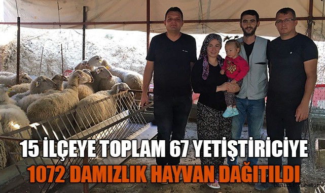 Denizli’de 15 ilçeye toplam 1072 damızlık hayvan dağıtıldı
