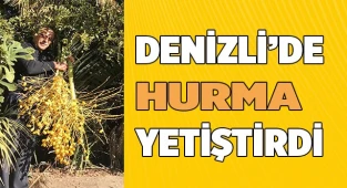 Denizli’de hurma yetiştirdi