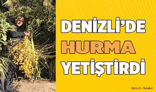 Denizli’de hurma yetiştirdi