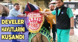 Develer havutlarını kuşandı