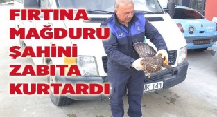 FIRTINA MAĞDURU ŞAHİNİ ZABITA KURTARDI