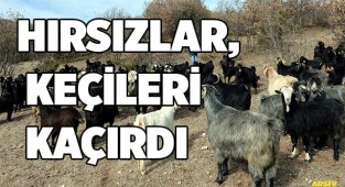 Hırsızlar, keçileri kaçırdı
