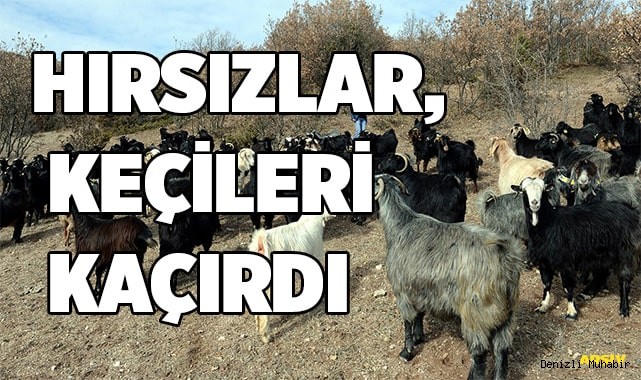 Hırsızlar, keçileri kaçırdı