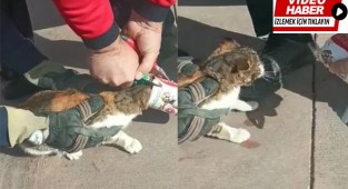 Kafasına konserve kutusu sıkışan kediyi itfaiye kurtardı