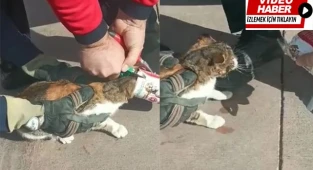 Kafasına konserve kutusu sıkışan kediyi itfaiye kurtardı