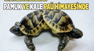 Pamuk ve Kale PAÜ’lü Öğretim Üyelerinin Himayesinde