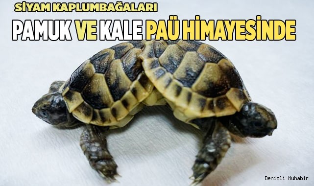Pamuk ve Kale PAÜ’lü Öğretim Üyelerinin Himayesinde