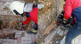 Tel örgüsüne başı sıkışan yavru köpeği itfaiye kurtardı