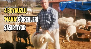 4 boynuzlu 'Mana' görenleri şaşırtıyor