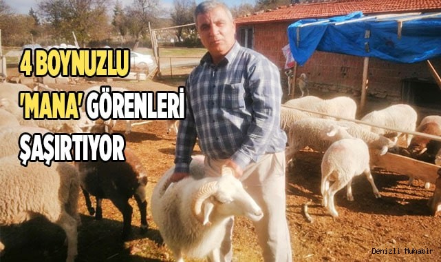 4 boynuzlu 'Mana' görenleri şaşırtıyor