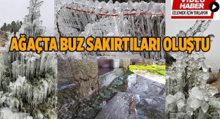 Ağaçta buz sakırtıları oluştu