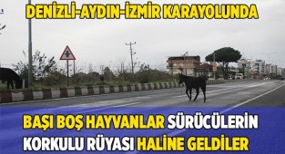 Başıboş yük hayvanları sürücülerin korkulu rüyası haline geldi