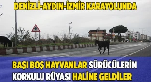Başıboş yük hayvanları sürücülerin korkulu rüyası haline geldi