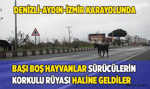 Başıboş yük hayvanları sürücülerin korkulu rüyası haline geldi