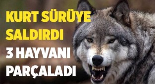 Çameli'de sürüden ayrılan 6 küçükbaş hayvandan 3’ü telef oldu