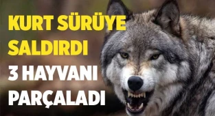 Çameli'de sürüden ayrılan 6 küçükbaş hayvandan 3’ü telef oldu