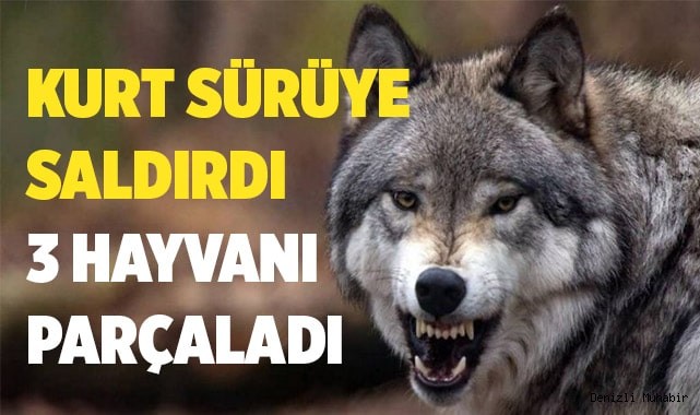 Çameli'de sürüden ayrılan 6 küçükbaş hayvandan 3’ü telef oldu