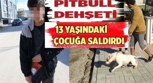 Denizli'de Pitbull cinsi köpek 13 yaşındaki çocuğa saldırdı