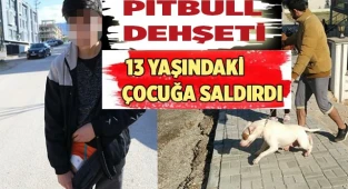 Denizli'de Pitbull cinsi köpek 13 yaşındaki çocuğa saldırdı