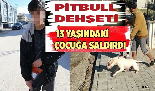 Denizli'de Pitbull cinsi köpek 13 yaşındaki çocuğa saldırdı