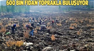 Denizli’de yanan ormanlık alan yeniden yeşilleniyor