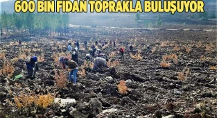 Denizli’de yanan ormanlık alan yeniden yeşilleniyor