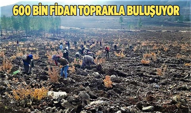Denizli’de yanan ormanlık alan yeniden yeşilleniyor