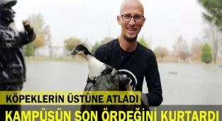 Kampüsteki son ördeği köpeklerin üstüne atlayarak kurtardı