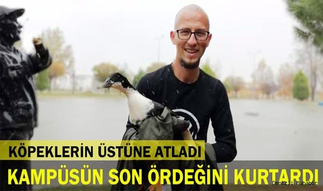 Kampüsteki son ördeği köpeklerin üstüne atlayarak kurtardı