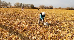 Mısır başağı çiftçilere ikinci gelir kaynağı oldu