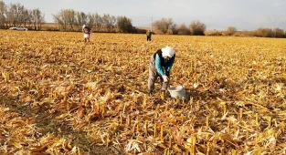 Mısır başağı çiftçilere ikinci gelir kaynağı oldu