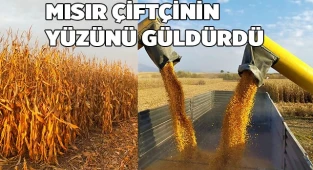 Mısır çiftçinin yüzünü güldürdü