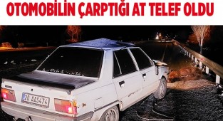 Otomobilin çarptığı at telef oldu